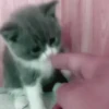 Милые кошки 10