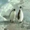 Weird Gifs 6