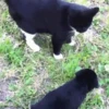 Cat cat 12
