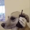 Perritos Animados 15