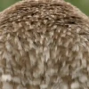 Animaizinhos 10