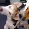 Husky fofinhos 9