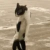 GATINHOS ANIMADOSS 13