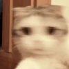 Memes you have to have 21 13