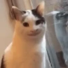 Animated Memes 13