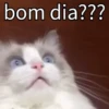 Cat 13