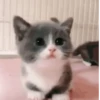 Gatitos Animados Pa Enviar 14