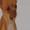 Cute puppies 7