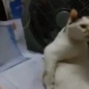 Gatinhos Memes🐈 6