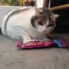 Cat cat 9