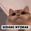 Low quality cat 13