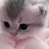Милые кошки 5