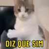 REAÇÕES ANIMADAS 8
