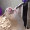 Animalitos RANDOM Vol.1 🐼 5