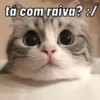 Novos gatinhos fofos 5