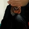 Animales Divertidos MOV 2🐶🐱 7