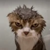 Gatitos animados 5