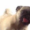 Cute puppies 6