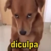 Memes pra vc baixar 5