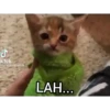 Meme kucing 7