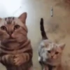 Cat cat 15