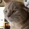 Gatitos Animados Pa Enviar 9