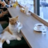 🐱 Gatitos Random Mov 🐾 11
