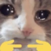 Gatitos pa' tu whatsaap ๏ᴥ๏ 5