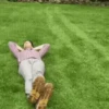 Animated Memes 13