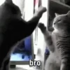 bro
