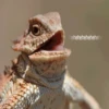 Memes Variados 7 🦖 7