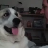 Dilo Con Animales  Vol.1 16