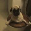 Cute puppies 8
