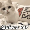🌈🌈 Mix Gatitos Animados 😻☁️❤️🌈 6