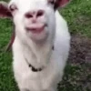 Random Memes And Pranks 16