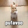 SÓ GATINHOS 🐈 6