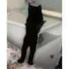 Meme kucing 6