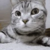 🐱 Gatitos Random Mov 🐾 19