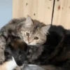 🐱 Gatitos Random Mov 🐾 9