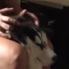 Husky fofinhos 8