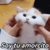 🌈🌈 Mix Gatitos Animados 😻☁️❤️🌈 9