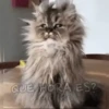 Gatitos pa' tu whatsaap ๏ᴥ๏ 11
