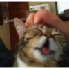 Gatos cura depresión🐱Animados▶️ 10