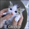 CAT-GIFs.com CALLATE