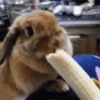 Dilo Con Animales  Vol.1 26