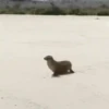 Animales Divertidos MOV 2🐶🐱 9
