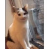 Memes gatitos 5