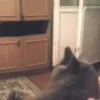 Gatitos animados 6