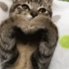 Gatitos pa' tu whatsaap ๏ᴥ๏ 12