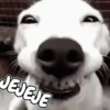 Memes de Animales 🐕🐈 10